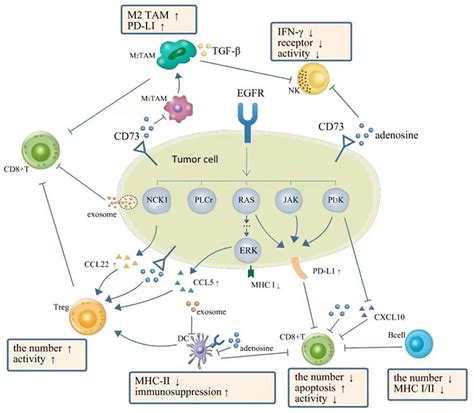 Frontiers Changes Of Tumor Microenvironment In Non Small Cell Lung