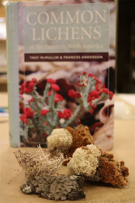 Cataloguing An Underrated Organism Lichens In The E C Smith Herbarium