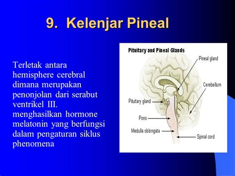 Anatomi Fisiologi Sistem Endokrin Pengampu Dr Lunia Widiastutiningtyas