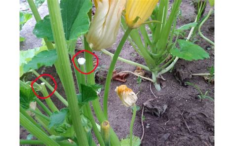 Why Are My Zucchini Blossoms Falling Off Greenthumbsguide