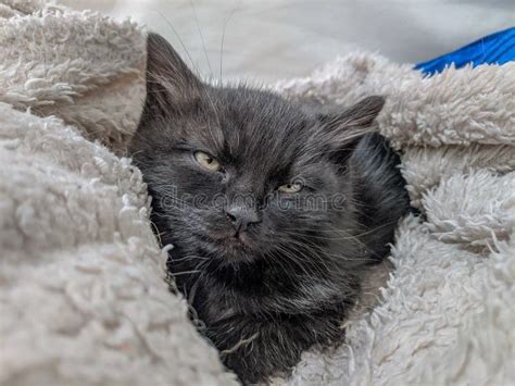 Portrait Of A Cute Sleepy Black Cat Resting On A Soft Fluffy Blanket