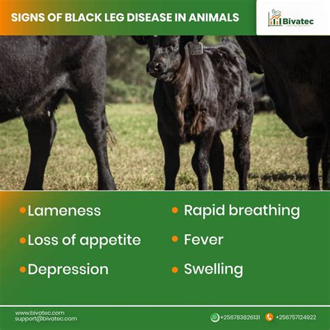 Understanding The Blackleg And Tetanus Diseases In Livestock