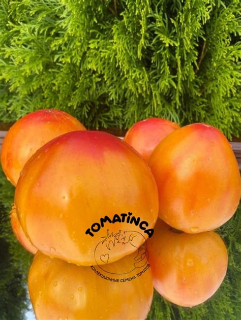 Козула 156 ( Kozula 156, Польша ) – Tomatinсa.ru