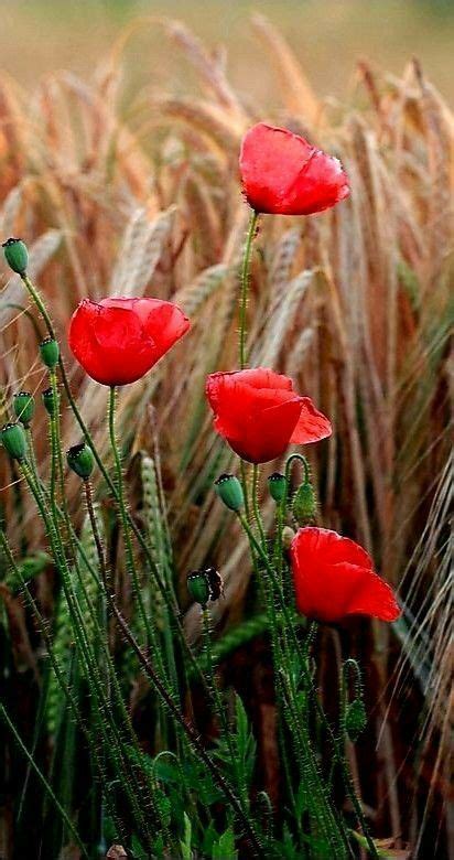 Some Red Flowers Are Growing In The Tall Grass