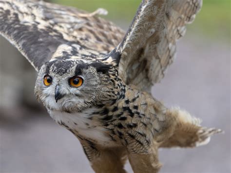 Europäischer Uhu Foto & Bild | tiere, zoo, wildpark & falknerei, vögel ...