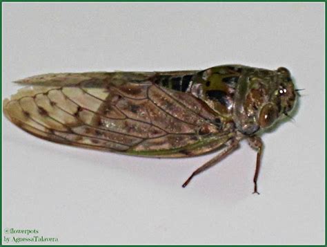 Kuliglig, Cicada | Project Noah