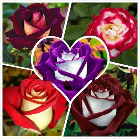 2021 50 Seeds Rare Holland Rainbow Rose Seed Flowers Lover Colorful ...