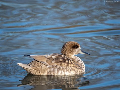 Marbled Duck Taken At Arundel Wwt Rourkeor Flickr