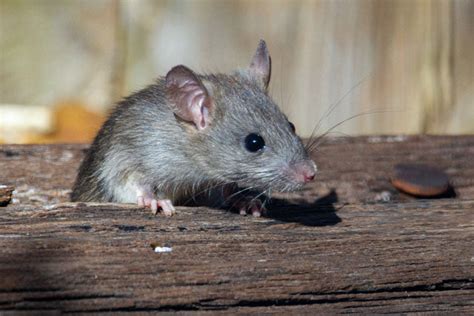 Species Of Rats | 64 Rat Species | Goodnature.co – Goodnature Canada