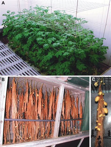 Potato Plants Grown In An Aeroponic System A Upper Compartment With