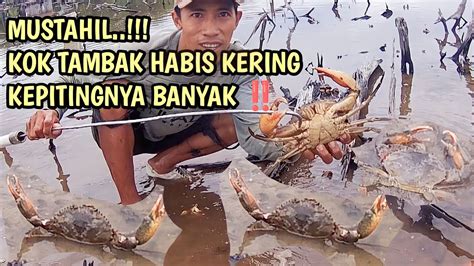 TERNYATA TAMBAK YANG HABIS KERING KEPITINGNYA PADA CARI LOBANG YouTube