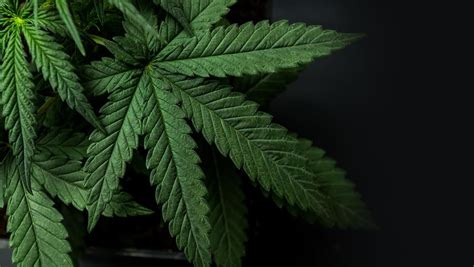 Légalisation du cannabis la Santé publique conseille aux