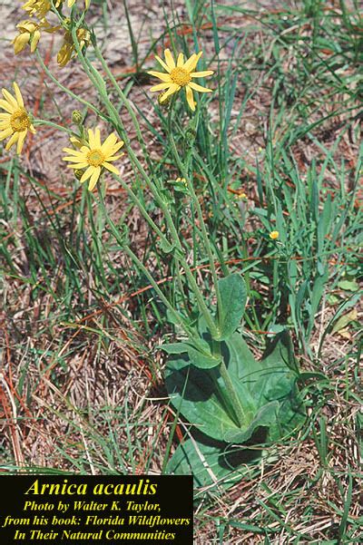 Arnica Acaulis Photos Isb Atlas Of Florida Plants Isb Atlas Of