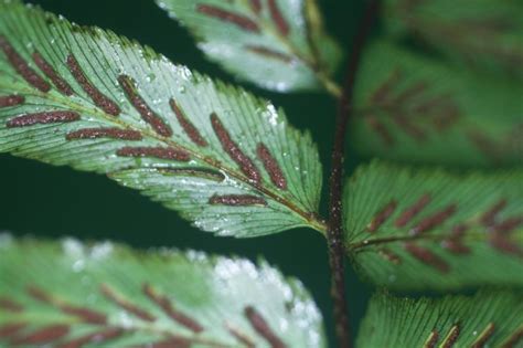 Asplenium serra (Aspleniaceae) image 45603 at PlantSystematics.org 