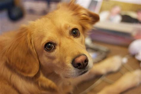 Miniature Golden Retriever Dog Breed » Everything About The Breed