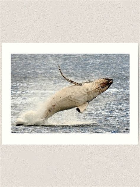 Humpback Whale Calf Bicheno Tasmania Art Print By Bodhiimages