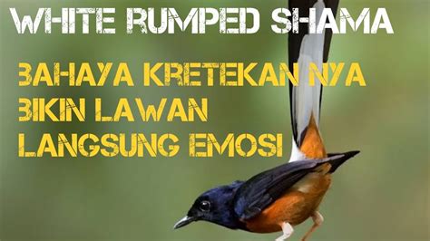 KRETEKANYA MANTAP BIKIN BURUNG LAIN LANGSUNG NYAUT WHITE RUMPED SHAMA