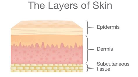 Epidermis Evrim Ağacı