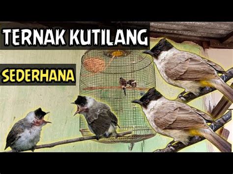 Cara Ternak Burung Kutilang Di Sangkar Gantung YouTube