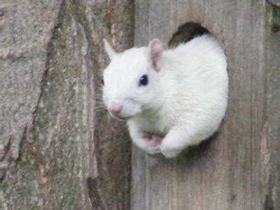 White Squirrel