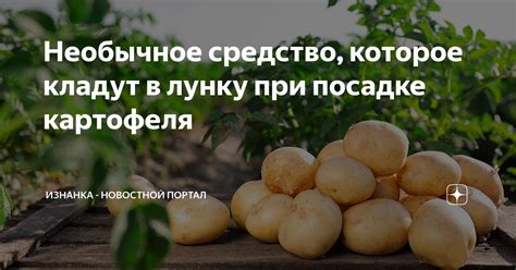 Необычное средство, которое кладут в лунку при посадке картофеля ...