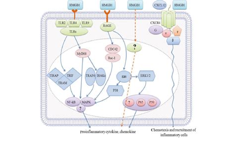 The Binding Of Hmgb1 To The Receptors And The Activation Of Downstream