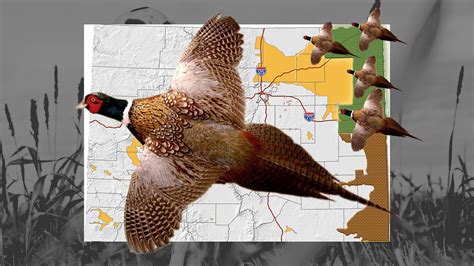 2015 Colorado Pheasant Season Hunting Forecast Colorado Outdoors Online