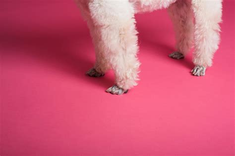 Pink Puppy Photos, Download The BEST Free Pink Puppy Stock Photos & HD Images