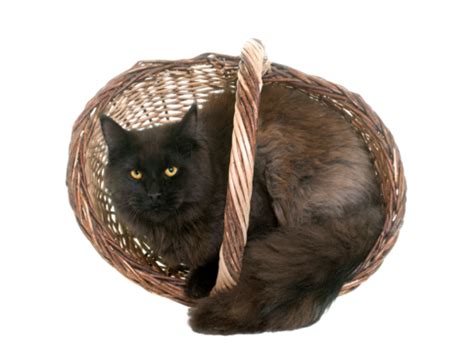 Brown Maine Coon Feline Brown Studio Isolated Png Transparent Image