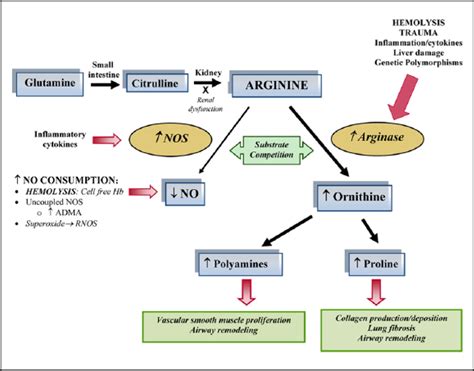 Acquired Amino Acid Deficiencies A Focus On Arginine And Glutamine