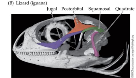 Reptile Anatomy Flashcards Quizlet