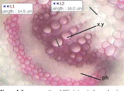 Figure 4 From Pharmacognostical And Preliminary Phytochemical