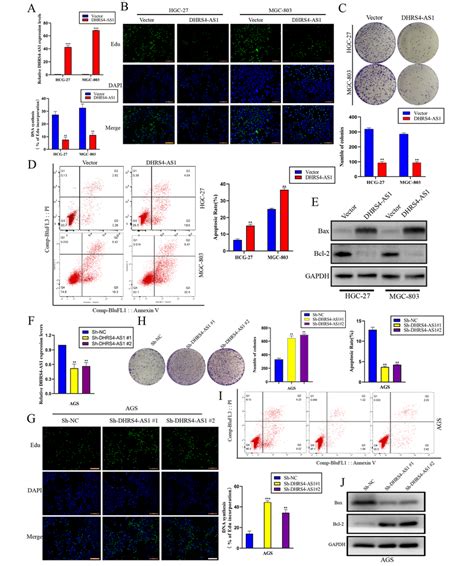 LncRNA DHRS4 AS1 Promotes Gastric Cancer Cell Apoptosis And Inhibits