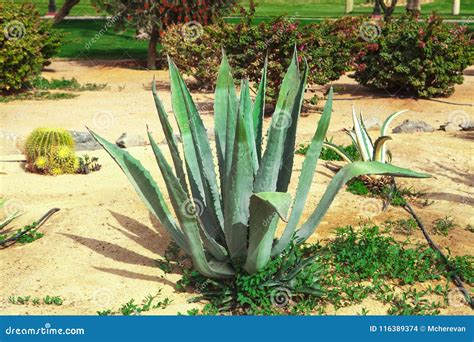 Blue Agave for Tequila on Plantation. Stock Photo - Image of agave ...