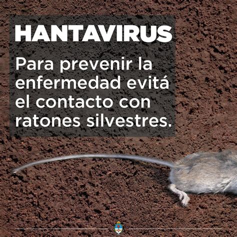 Hantavirus Lo Que Hay Que Saber Noticias M Dicas Intramed