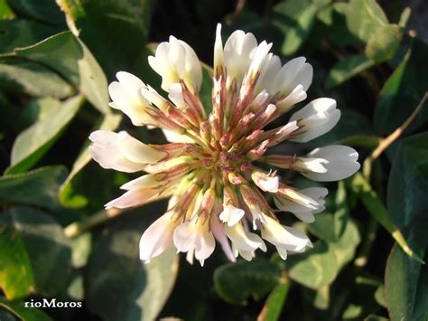 TRÉBOL BLANCO Trifolium repens Plantas rioMoros