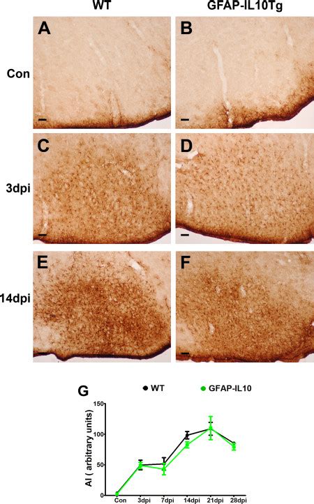 Gfap Immunohistochemistry Representative Microphotographs