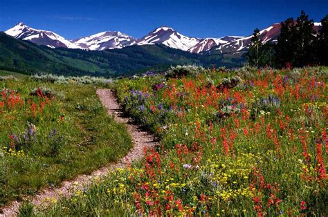 X Wallpaper Snow Capped Mountain With Flower Fields Peakpx