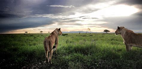 Nairobi Full Day Tour David Sheldrick Giraffe Centre Karen Blixen