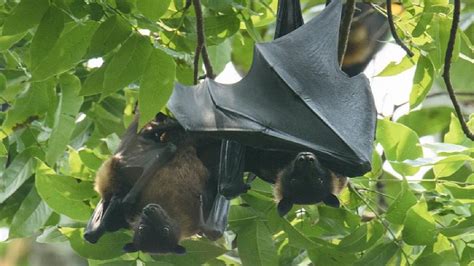 Nipah Virus in Kerala: Nipah Alert in Kerala, Health Department ...