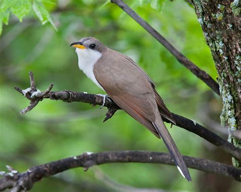 Yellow-billed cuckoo