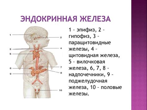 Эндокринная система - презентация онлайн