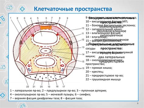 Топографическая анатомия женского малого таза - презентация онлайн