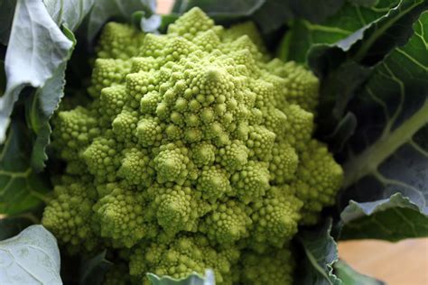 CSA Highlight: Romanesco | Kathy May & Silas