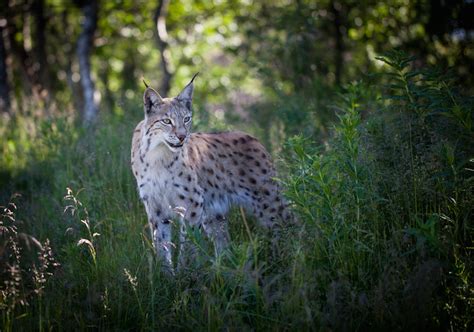 10 Most Incredible Animals in Norway (with Photos) - WildlifeTrip