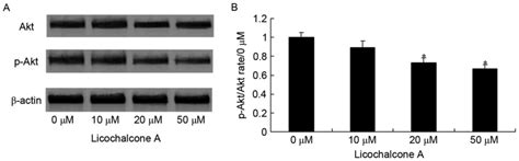 Licochalcone A Inhibits Pi K Akt Mtor Signaling Pathway Activation And