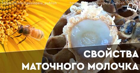 Свойства маточного молочка. Как и для чего применять маточное молочко и ...