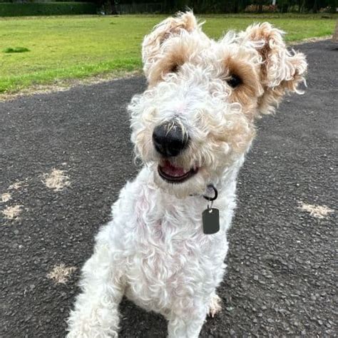 Wire Fox Terrier Dog Breed Guide | BorrowMyDoggy
