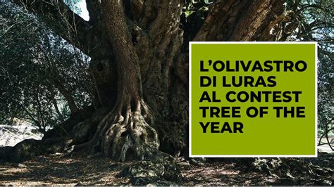 Regione Autonoma Della Sardegna Contest Italian Tree Of The Year L