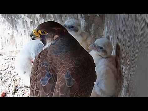 40Falcon Nest Halcón peregrino Nido en DIRECTO Museo de América